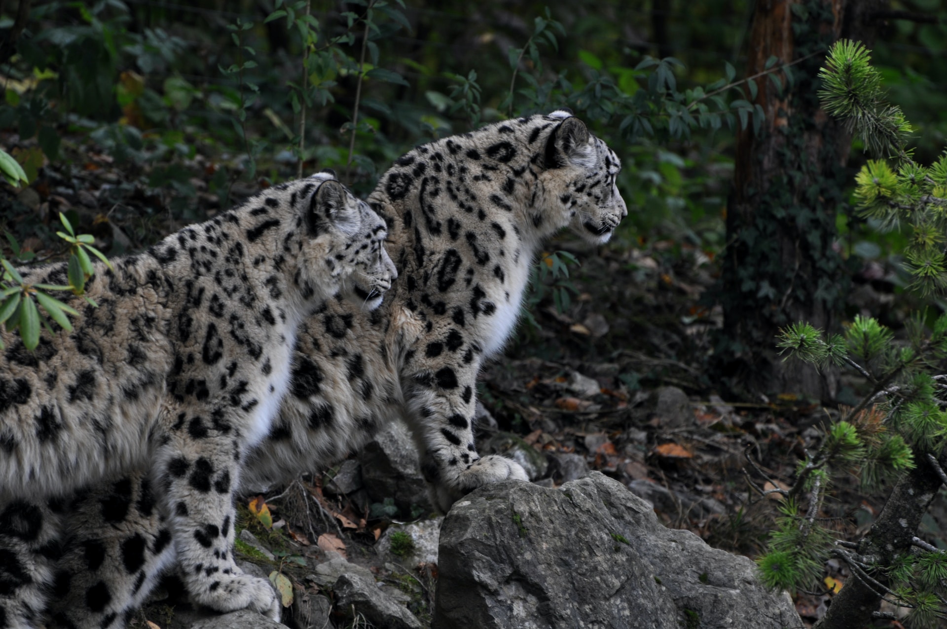 snow leopard in wild